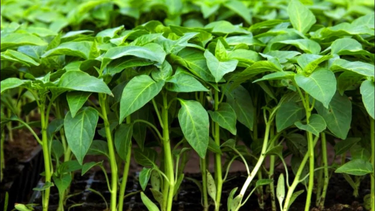 نشا فلفل دلمه‌ ای صادراتی با بسته‌ بندی استاندارد